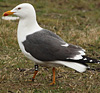 juvenile LBBG in October, ringed in Norway. (131273 bytes)